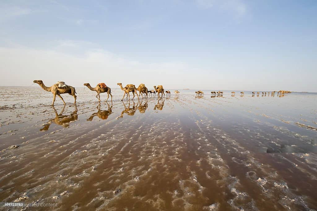 camel with salt